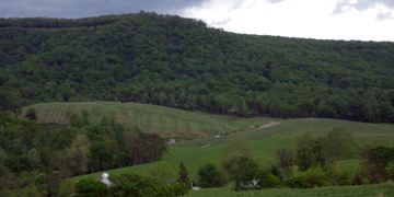 Glen Manor Vineyards