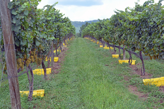 Knight's Gambit Vineyard