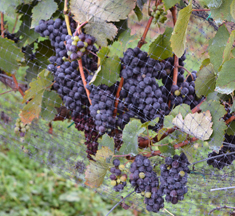 Knight's Gambit Vineyard