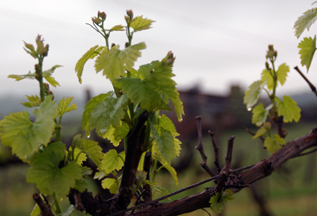 Loudoun Valley Vineyards