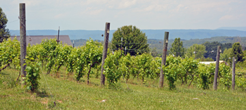 The New River Vineyard and Winery