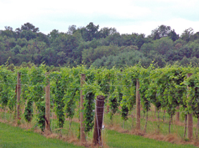 North Gate Vineyard