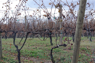 Oak Crest Winery and Vineyard