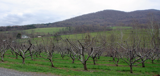 Peaks of Otter Winery and Orchards