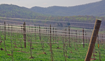 Pippin Hill Farm & Vineyards