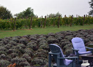 Purple WOLF Vineyard