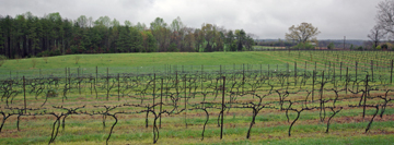 Sans Soucy Vineyards