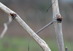 Sassafras Shade Vineyard