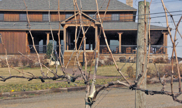 Saudé Creek Vineyards