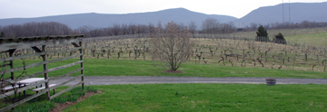 Shenandoah Vineyards