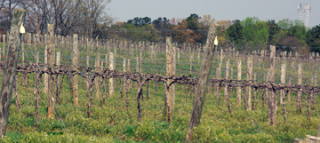 The Homeplace Vineyard