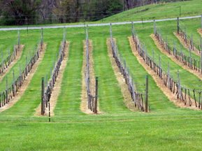 Three Fox Vineyards