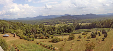 Turk Mountain Vineyards