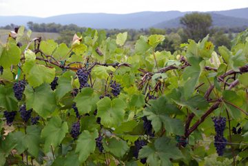 Virginia Vineyard