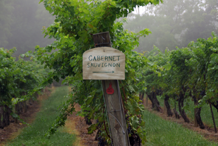 Willocroft farm Vineyards