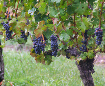 Willocroft Farm Winery
