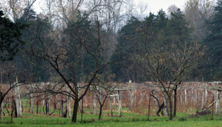 Enjoying the music on the deck - Picture of Wisteria Farm and