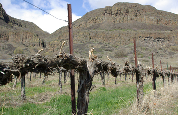 Cascade Cliffs Vineyard