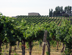 Champoux Vineyards
