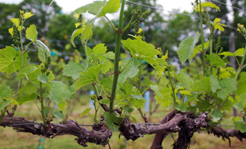 Watts Roost Vineyards