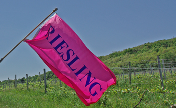 Riesling in the Finger Lakes