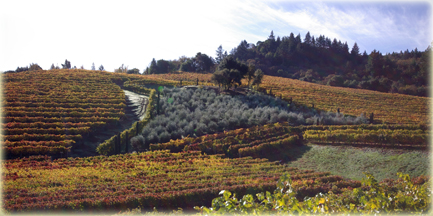 A Rafanelli Vineyards and Winery