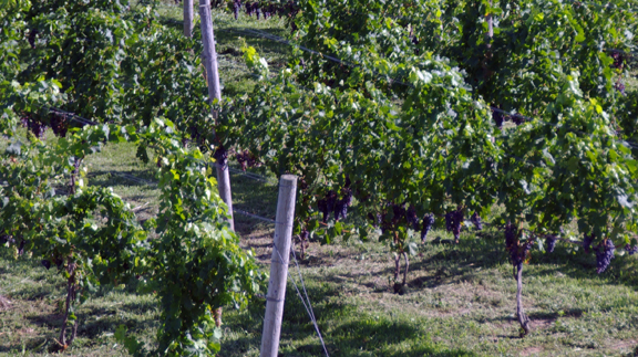 Contessa Wine Cellars