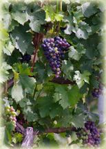 Domaine Berrien Cellars