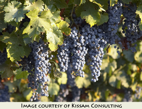 Temecula Valley Quality Wine Alliance