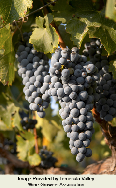 Temecula Valley Wine Growers Association