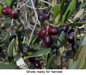 olives ready for harvest