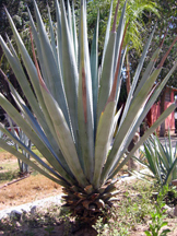 Agave plant