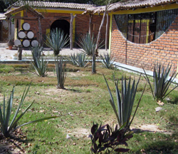 Agave plants