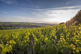 The Best of Chablis Through the Lens of Four Female Winemakers
