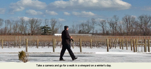 A Walk in a Vineyard on a Winter's Day
