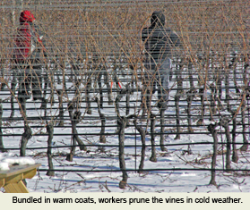A Walk in a Vineyard on a Winter's Day