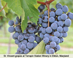 Maryland Grapes