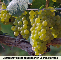 Maryland Grapes