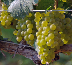 Maryland wine grapes Chardonnay