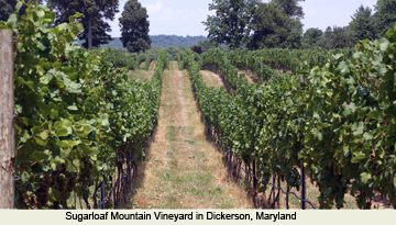 Maryland Wineries