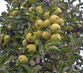 Showalter's Orchard and Greenhouse