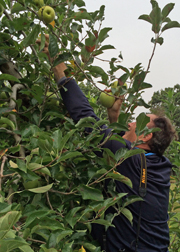 Showalter's Orchard and Greenhouse