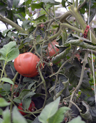 Showalter's Orchard and Greenhouse