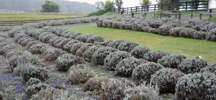 White Oak Lavendar Farm